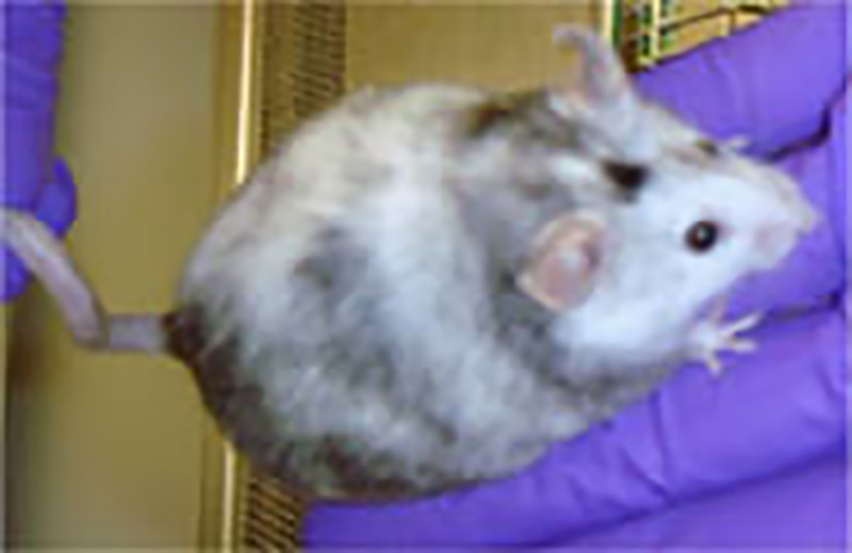 mouse with white and grey markings