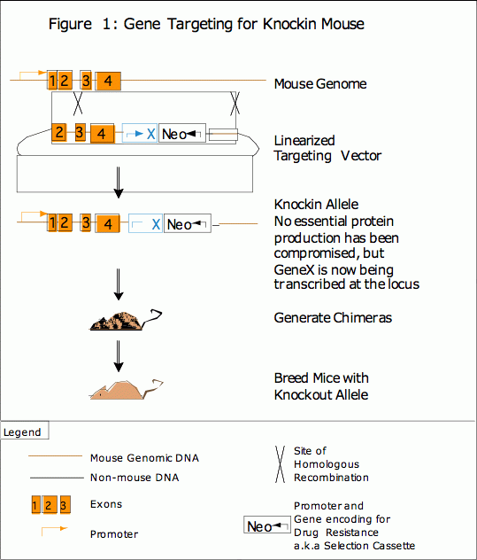 figure 1: gene targeting for knock-in mouse 