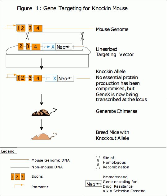 Excision of the loxP-flanked neomycin cassette. (A) The