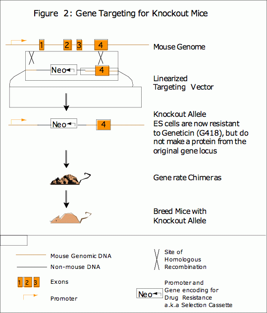 figure 2: gene targeting for knockout mice
