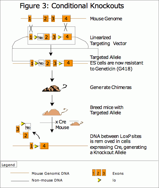 A) Generation of mice with loxP-flanked target genes (flox). (1