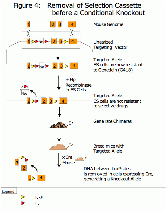 figure 4: removal of selection cassette before a conditional knockout