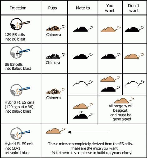 diagram of ES cell injects, pups, mates, and desired outcomes