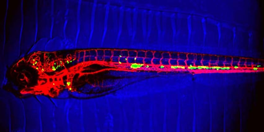 transparent zebrafish embryo with blood vessels highlighted in red