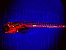 Zebrafish stained with fluorescing proteins 
